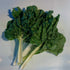 Fresh Silverado Chard vegetable from Hudson Valley Seed Co., vibrant green leaves with colorful stems on a white background.