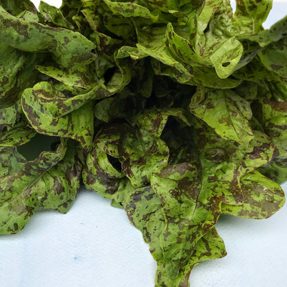Flashy Butter Oak Lettuce
