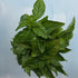Italian large leaf basil seedlings from Hudson Valley Seed Co., fresh herb plants with broad green leaves ready to transplant.