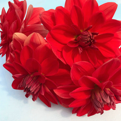 Sunset Dahlia flower tuber from Patricia Ann&