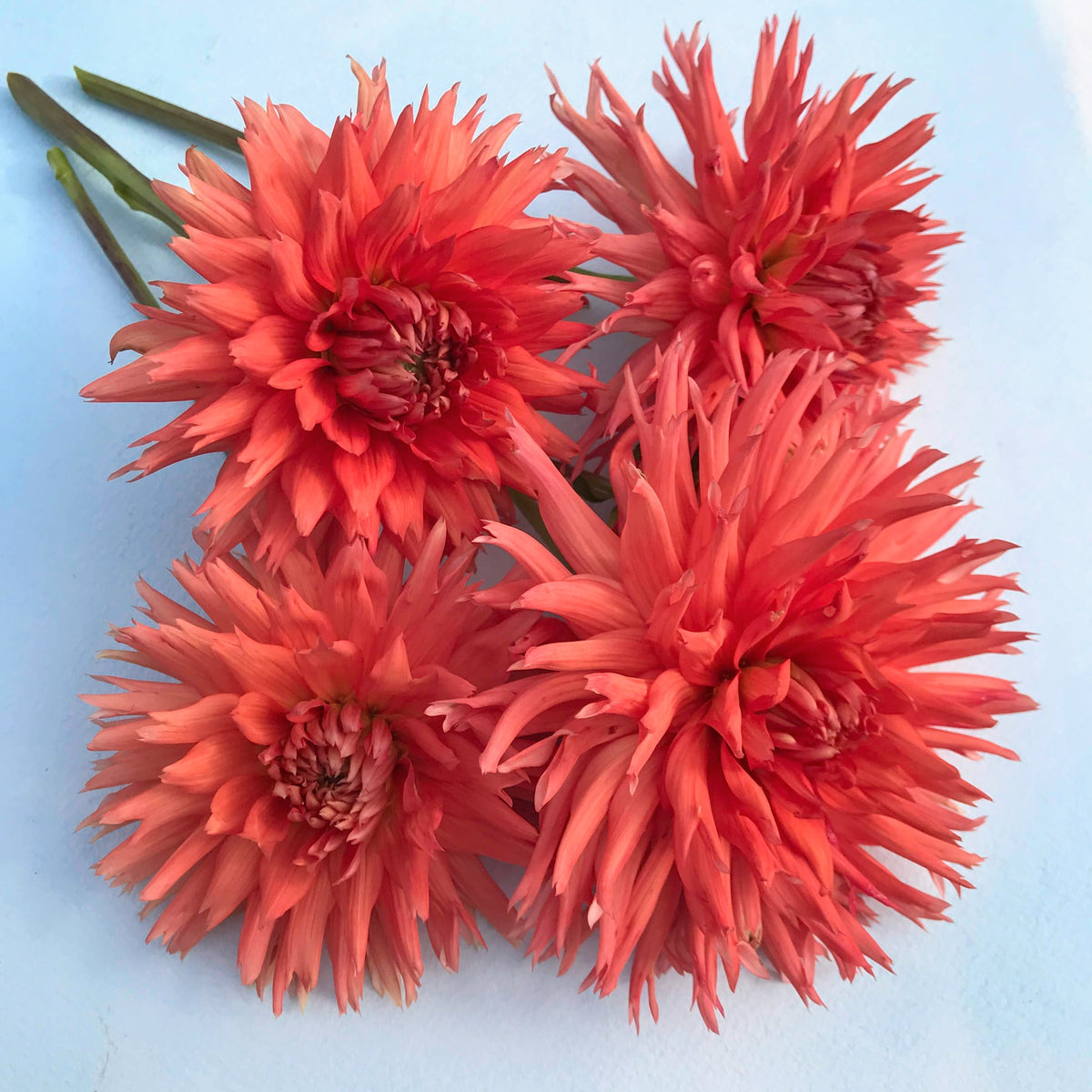 Pink Kabloom Dahlia flower tuber from Hudson Valley Seed Co. showing vibrant petals and lush green foliage.
