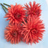 Pink Kabloom Dahlia flower tuber from Hudson Valley Seed Co. showing vibrant petals and lush green foliage.