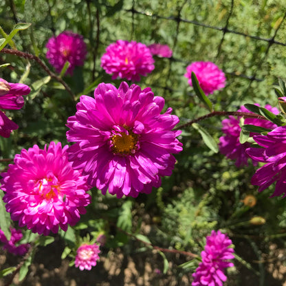 Aster flower seedlings in a tray, ready for planting, from Hudson Valley Seed Co., showcasing vibrant green leaves and healthy stems.