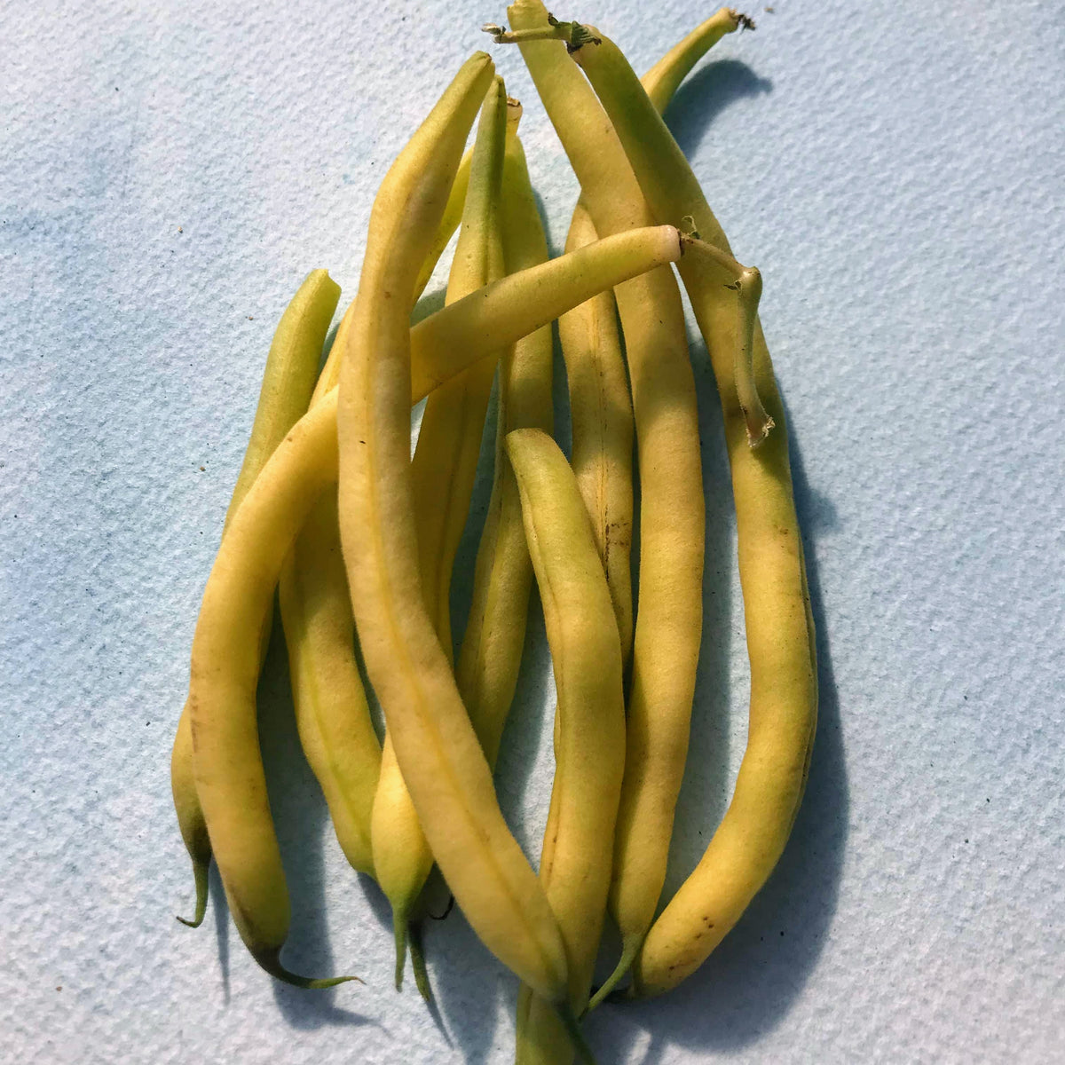 Golden Yellow Wax Bush Bean from Hudson Valley Seed Co. fresh vegetable with vibrant yellow pods in a natural garden setting.