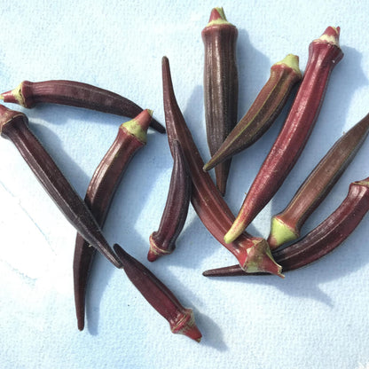 Burgundy Okra Seedlings