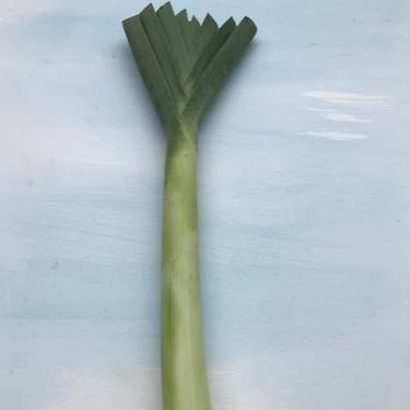 American Flag Leek Seedlings