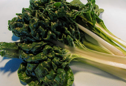 Fresh Silverado Chard vegetable from Hudson Valley Seed Co., vibrant green leaves with colorful stems, ready for harvest.