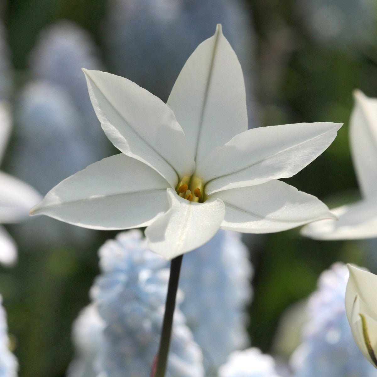 Clusters of blooming Ipheion uniflorum &