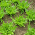 Fresh Italian lettuce vegetable from Hudson Valley Seed Co., showcasing vibrant green leaves and crisp texture.
