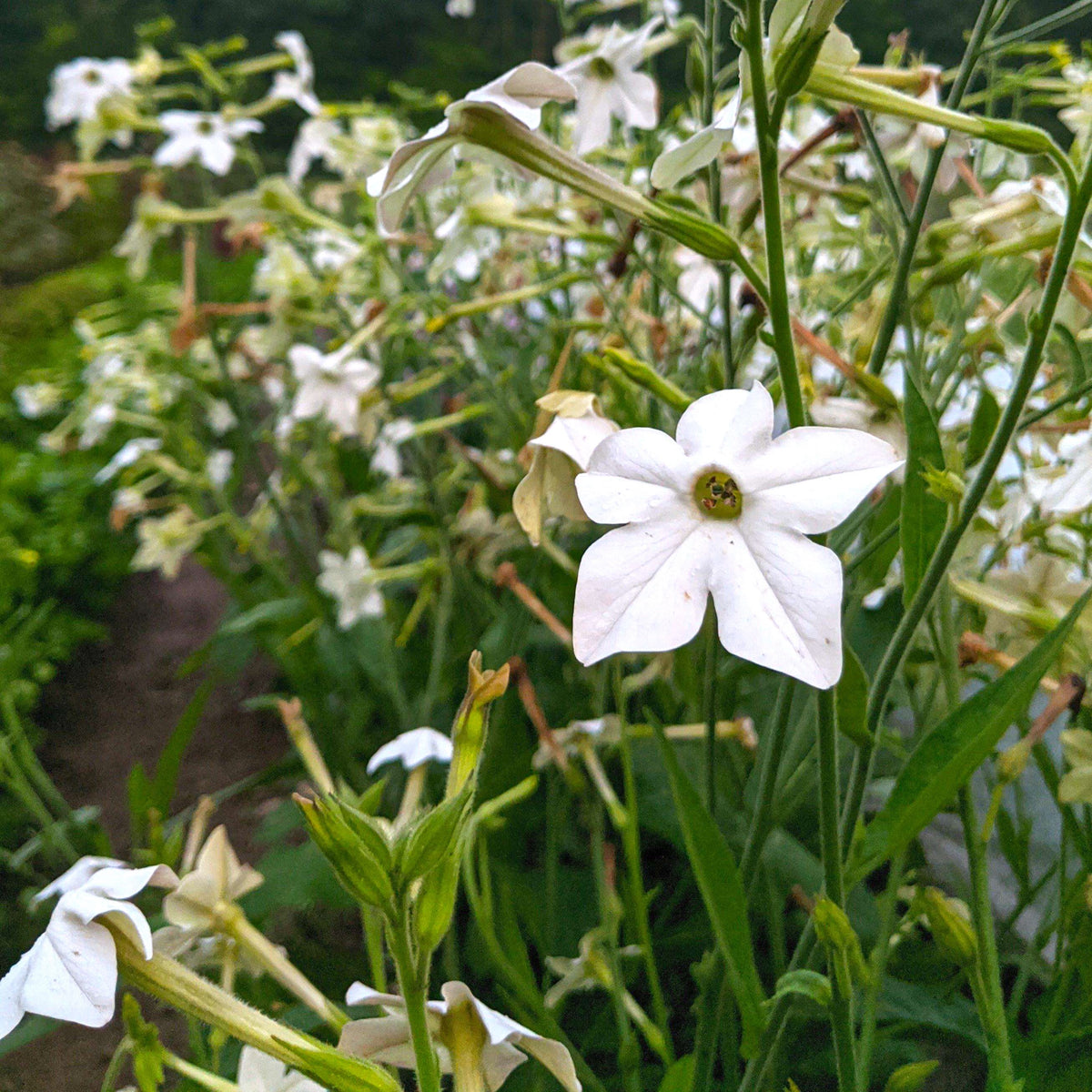 Jasmine-scented Nicotiana flowers with white, trumpet-shaped blooms, grown by Hudson Valley Seed Co.