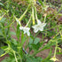 Jasmine-scented Nicotiana flowers with delicate white blooms, grown by Hudson Valley Seed Co., ideal for garden and floral arrangements.