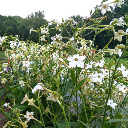 Jasmine-scented Nicotiana flowers with white trumpet-shaped blooms, grown by Hudson Valley Seed Co.