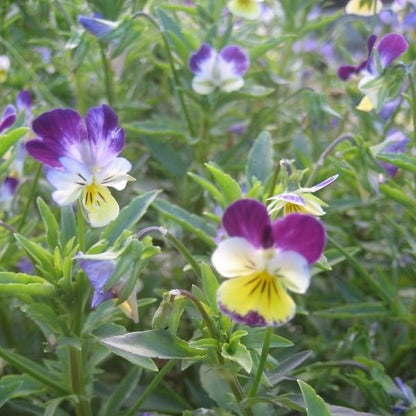 Colorful Johnny Jump-Up flowers from Hudson Valley Seed Co., featuring vibrant purple, yellow, and blue blooms in a natural garden setting.