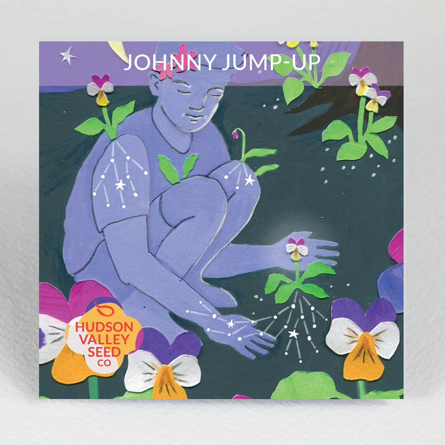 Bright Johnny Jump-Up flowers in purple, yellow, and white, showcasing vibrant blooms from Hudson Valley Seed Co.