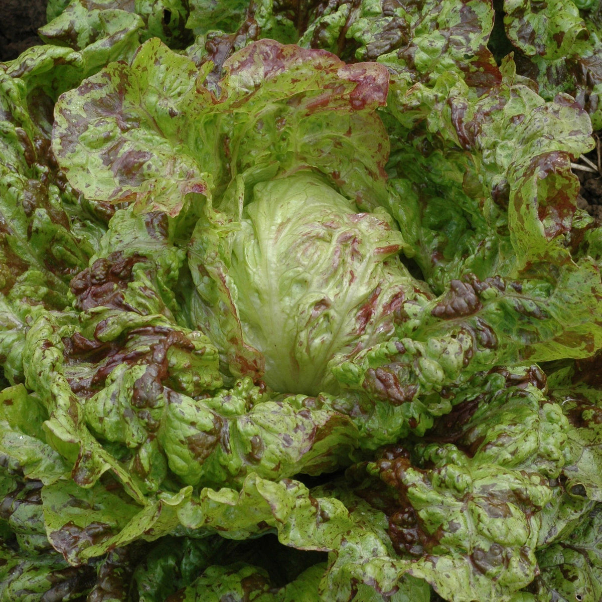 Fresh Joker lettuce vegetable from Hudson Valley Seed Co., displaying vibrant green leaves on a farm vendor stand.