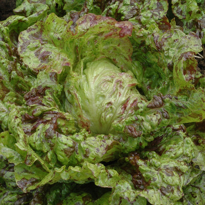 Fresh Joker lettuce vegetable from Hudson Valley Seed Co., displaying vibrant green leaves on a farm vendor stand.