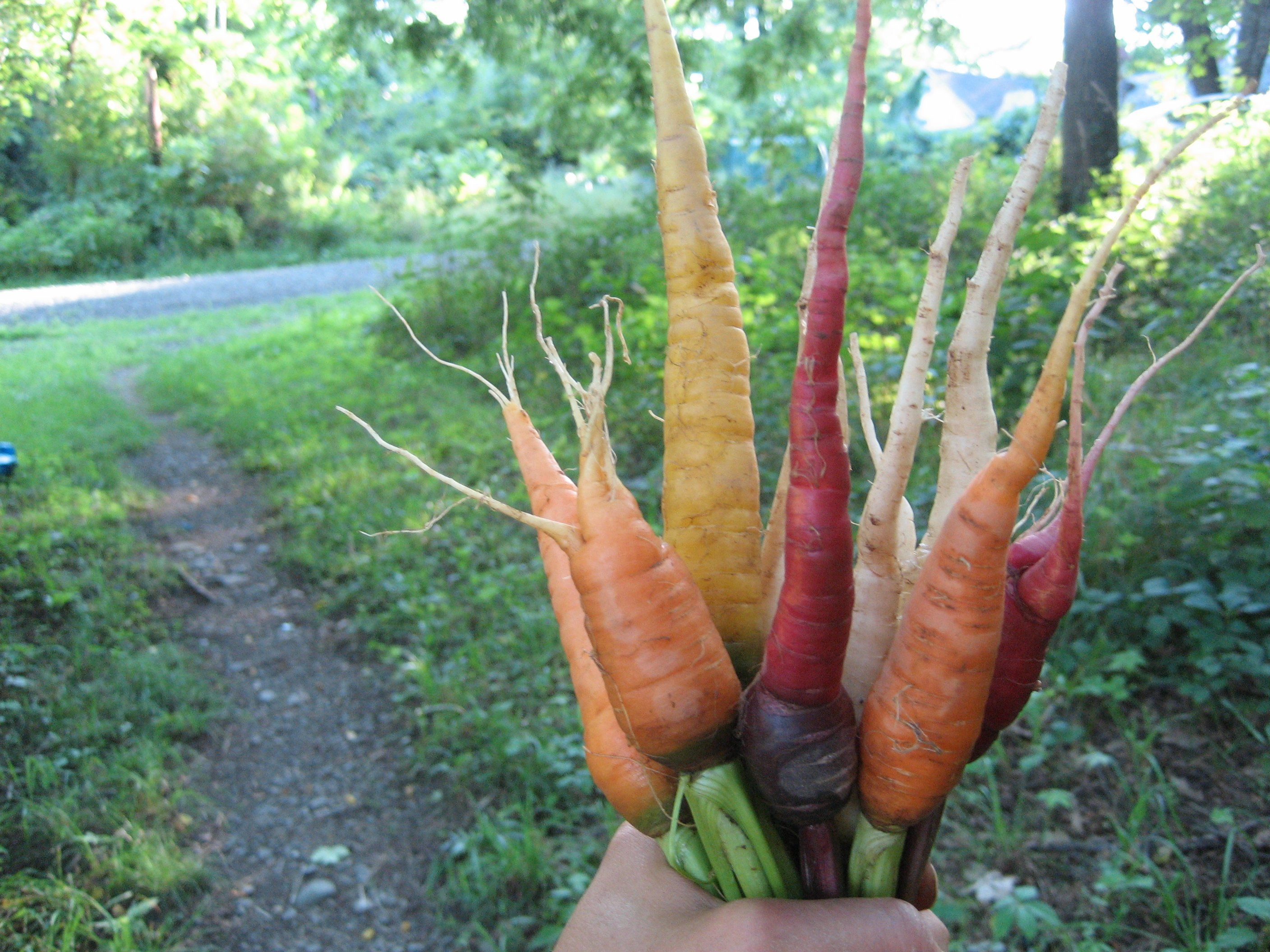 Colorful kaleidoscope of heirloom carrots from Hudson Valley Seed Co., showcasing vibrant orange, purple, and yellow carrots.
