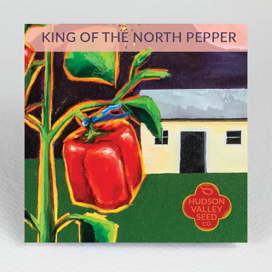 Bright green King of the North pepper from Hudson Valley Seed Co., with a smooth, shiny surface and a curved, tapered shape.