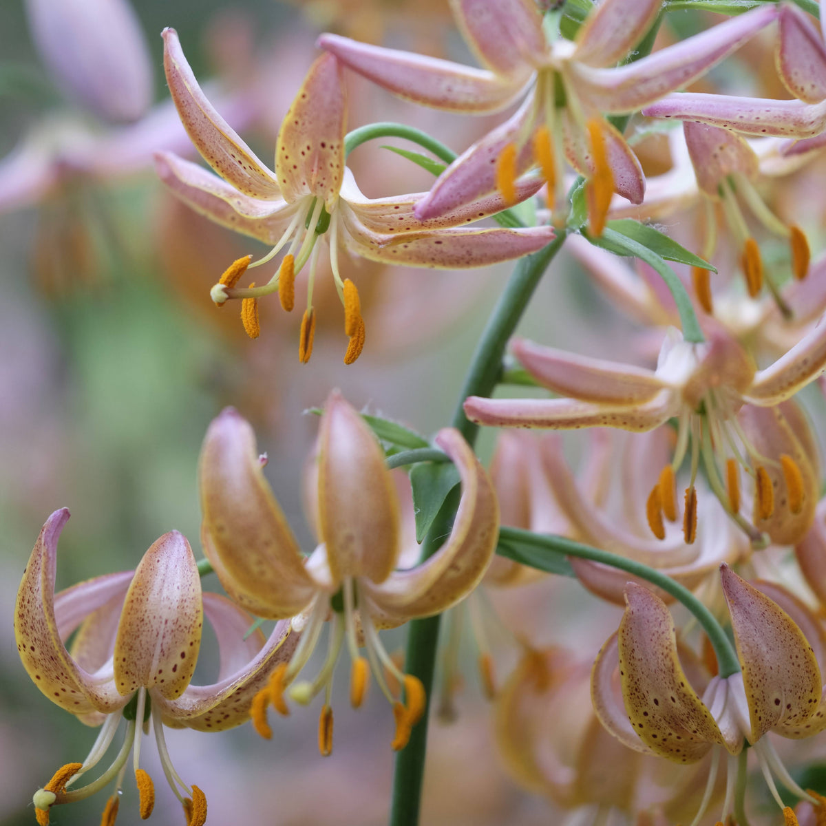 Close-up of Lily martagon &
