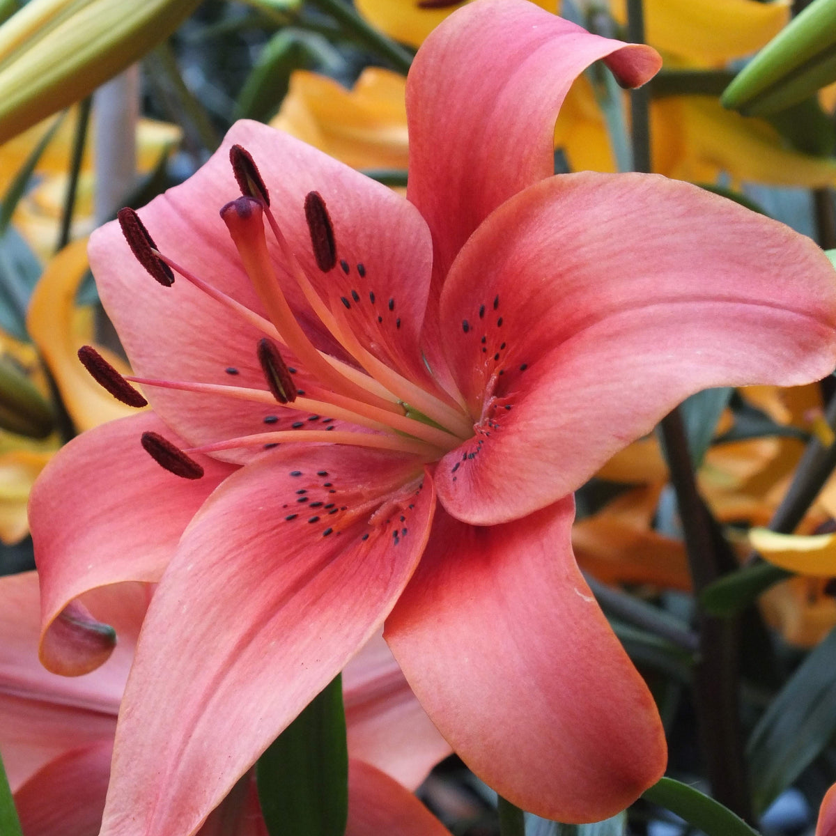 Close-up of Asiatic Lily &