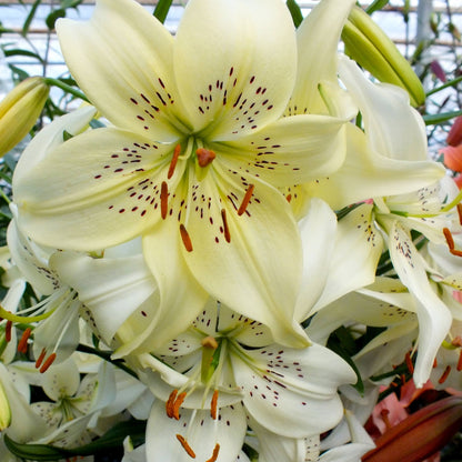Close-up of Asiatic Lily &