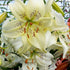 Close-up of Asiatic Lily &