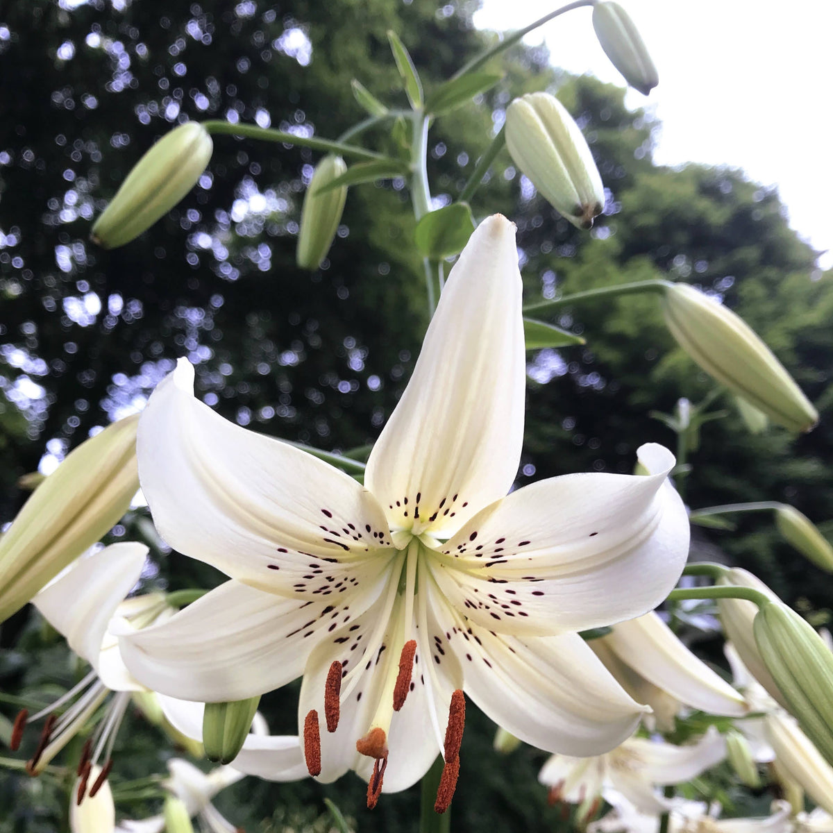 Close-up of Asiatic Lily &