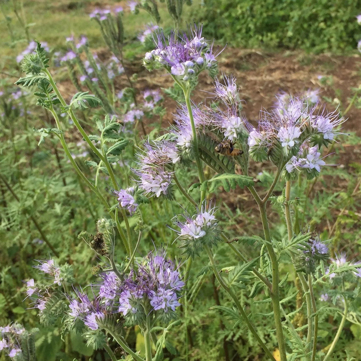 Lacy Phacelia flower from Hudson Valley Seed Co., showcasing delicate, lacy blue petals and green foliage.