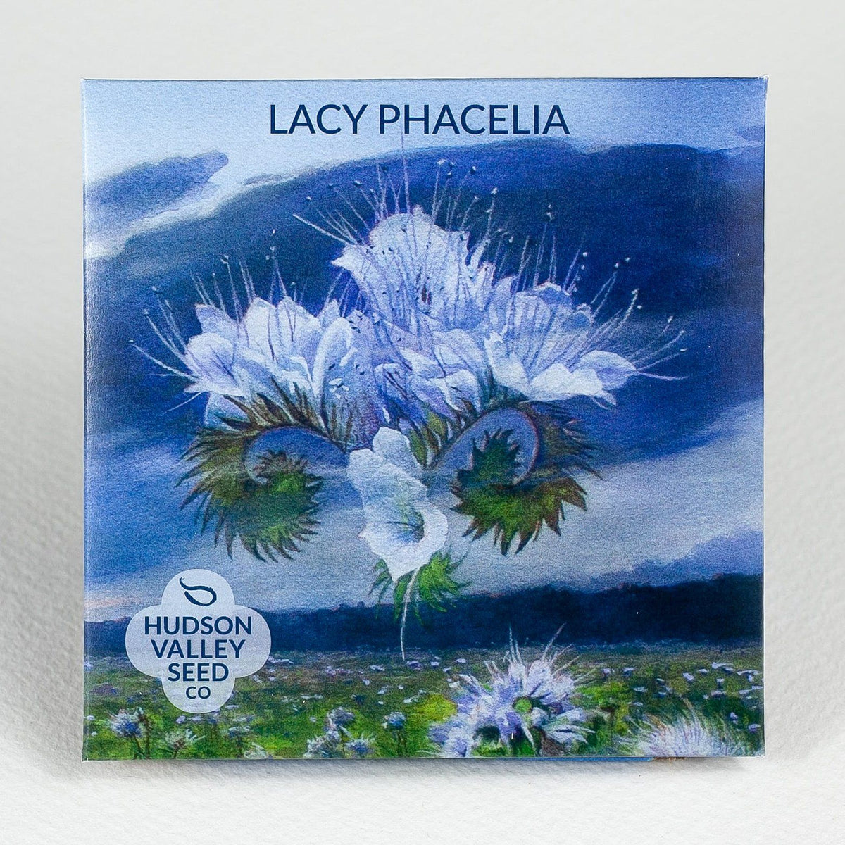 Close-up of Lacy Phacelia flowers, showcasing delicate, lacy petals and vibrant green foliage, from Hudson Valley Seed Co.