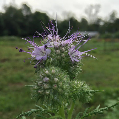 Close-up of blooming Lacy Phacelia flowers, showcasing delicate, frilled petals and vibrant green foliage.