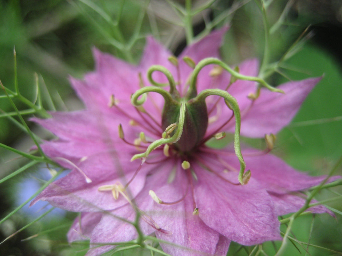 Pink and purple Love-in-a-Mist flowers from Hudson Valley Seed Co. with delicate, feathery foliage and intricate blooms.