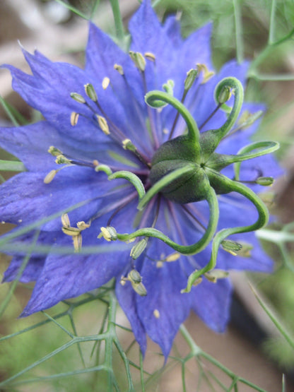 Pink and purple Love-in-a-Mist flowers from Hudson Valley Seed Co. with delicate, feathery foliage and intricate flower blossoms.