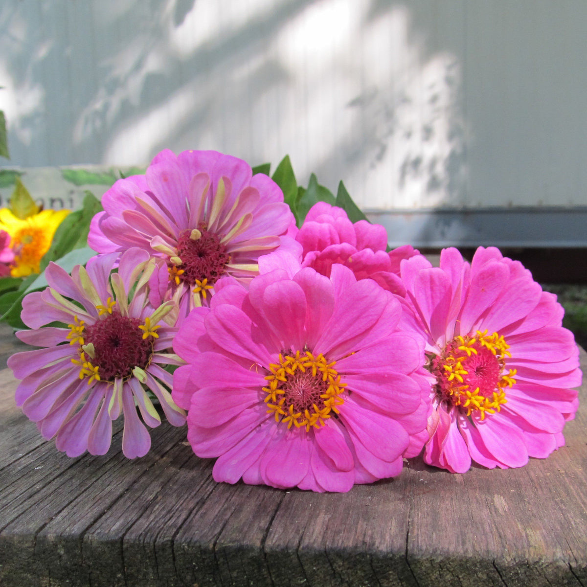 Bright orange Zinnia flower from Hudson Valley Seed Co., showcasing vibrant petals and lush green foliage.