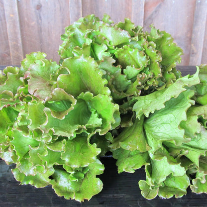 Fresh magenta lettuce from Hudson Valley Seed Co., vibrant leafy vegetable with deep purple and green hues.