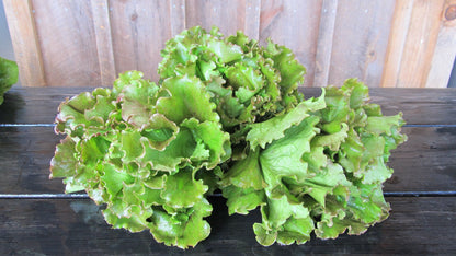 Fresh magenta lettuce from Hudson Valley Seed Co., vibrant leafy vegetable with ruffled leaves perfect for salads and garnishes.