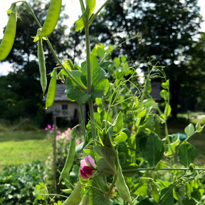 Fresh Magnolia Blossom Snap Peas from Hudson Valley Seed Co., showcasing vibrant green pods and delicate blossoms.