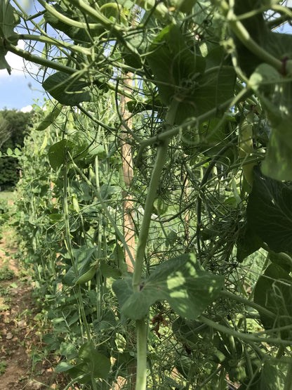 Fresh Magnolia Blossom Snap Peas from Hudson Valley Seed Co., showcasing vibrant green pods with delicate blooms.