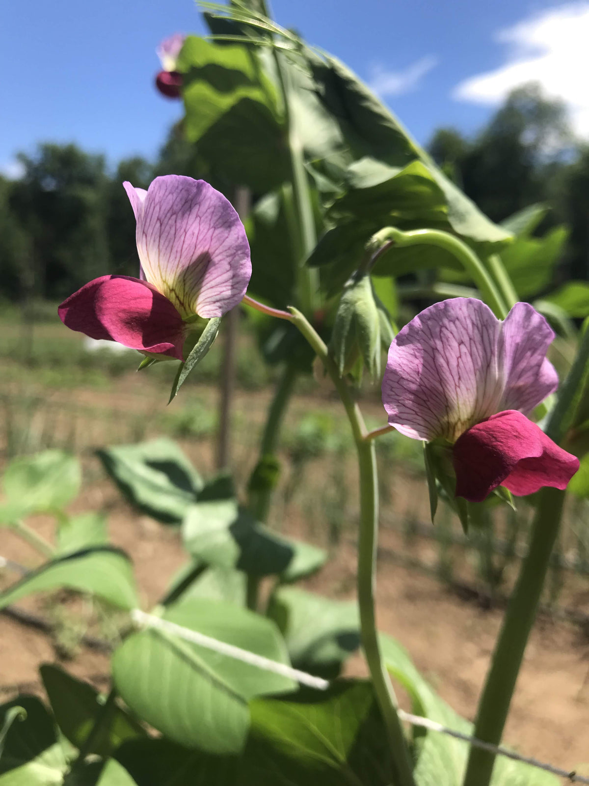 Fresh Magnolia Blossom Snap Peas from Hudson Valley Seed Co., vibrant green vegetables with delicate purple blossoms.