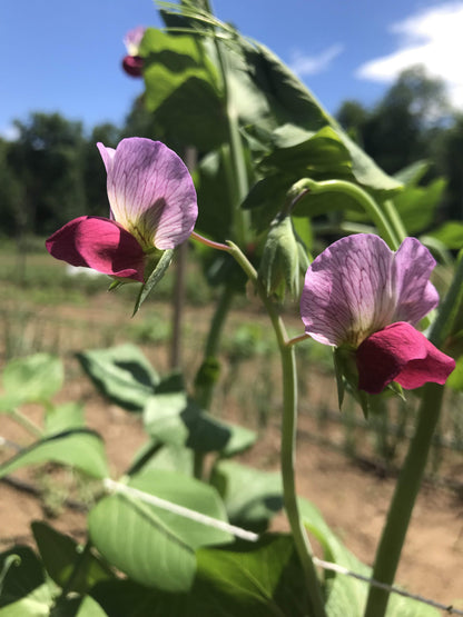 Fresh Magnolia Blossom Snap Peas from Hudson Valley Seed Co., vibrant green vegetables with delicate purple blossoms.