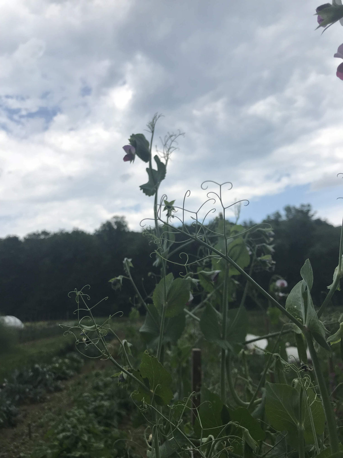 Fresh Magnolia Blossom Snap Peas from Hudson Valley Seed Co., vibrant green vegetables with delicate blossoms in a natural setting.