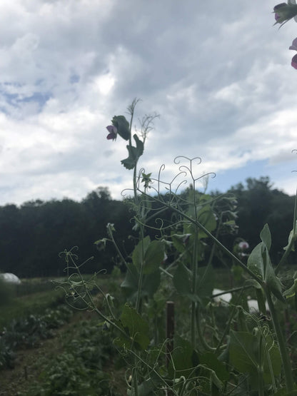 Fresh Magnolia Blossom Snap Peas from Hudson Valley Seed Co., vibrant green vegetables with delicate blossoms in a natural setting.
