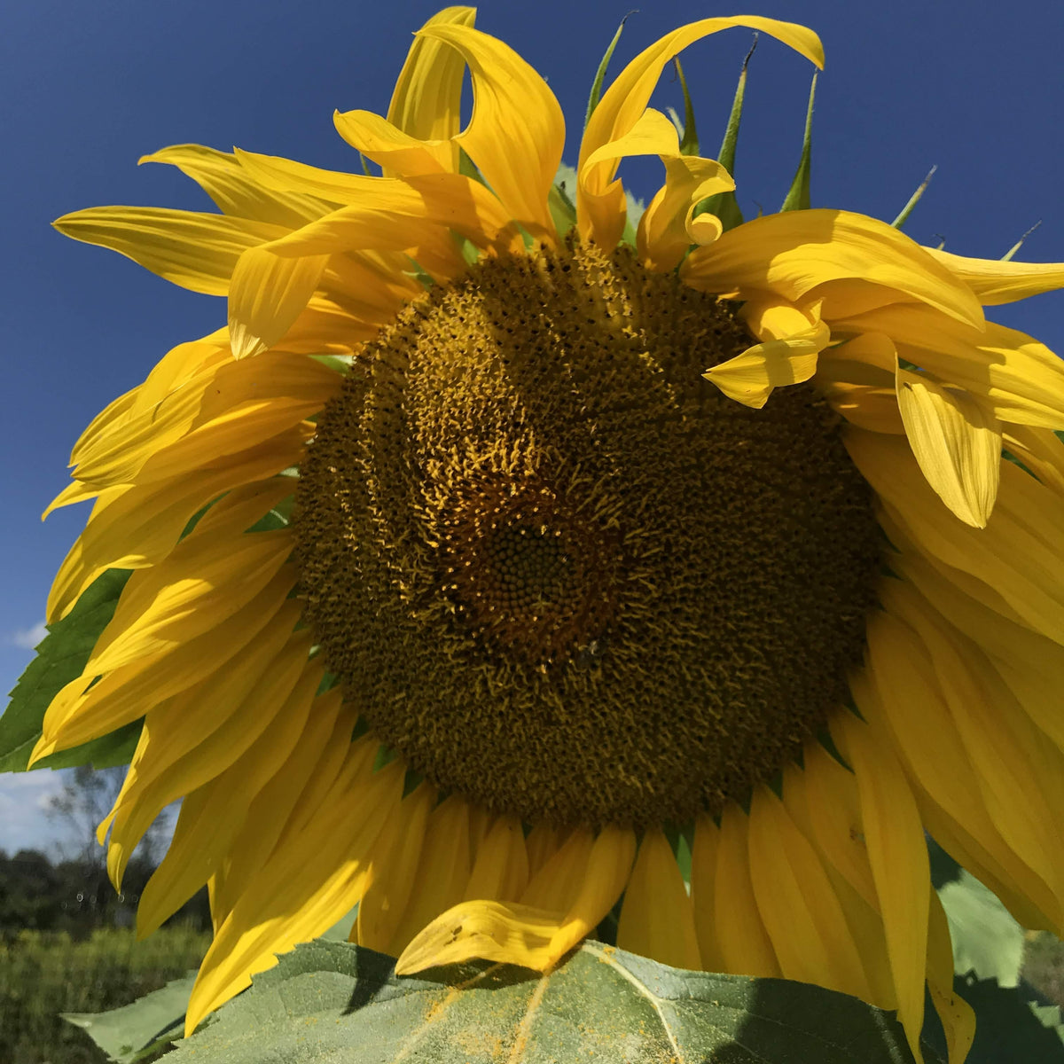 Gray striped sunflower flower from Hudson Valley Seed Co., showcasing large blooms with distinctive striped petals.