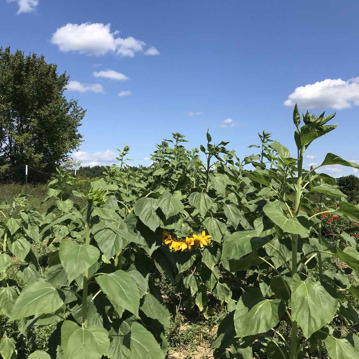 Gray striped sunflower flower from Hudson Valley Seed Co. with large, vibrant petals and tall green stem.