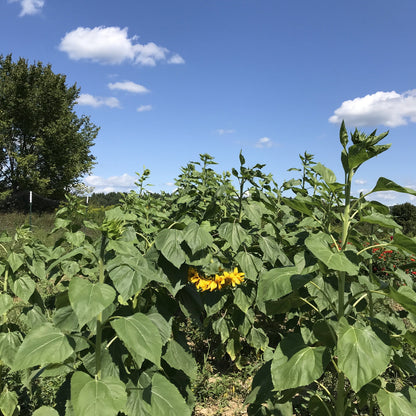 Gray striped sunflower flower from Hudson Valley Seed Co. with large, vibrant petals and tall green stem.
