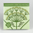 Fresh Mammoth Long Island Dill herb from Hudson Valley Seed Co, lush green dill plant with feathery leaves.