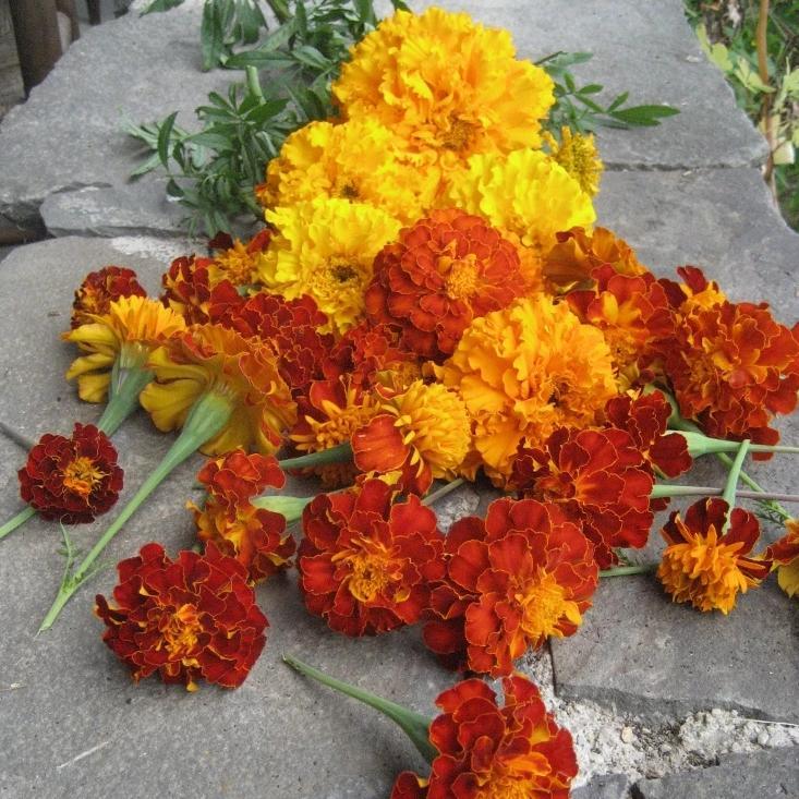 Vivid marigold flowers from Hudson Valley Seed Co. arranged in a natural bouquet, showcasing bright yellow and orange blooms.