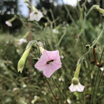 Close-up of Marshmallow Nicotiana flowers, showcasing white, fluffy blooms from Hudson Valley Seed Co.