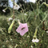 Close-up of Marshmallow Nicotiana flowers, showcasing white, fluffy blooms from Hudson Valley Seed Co.