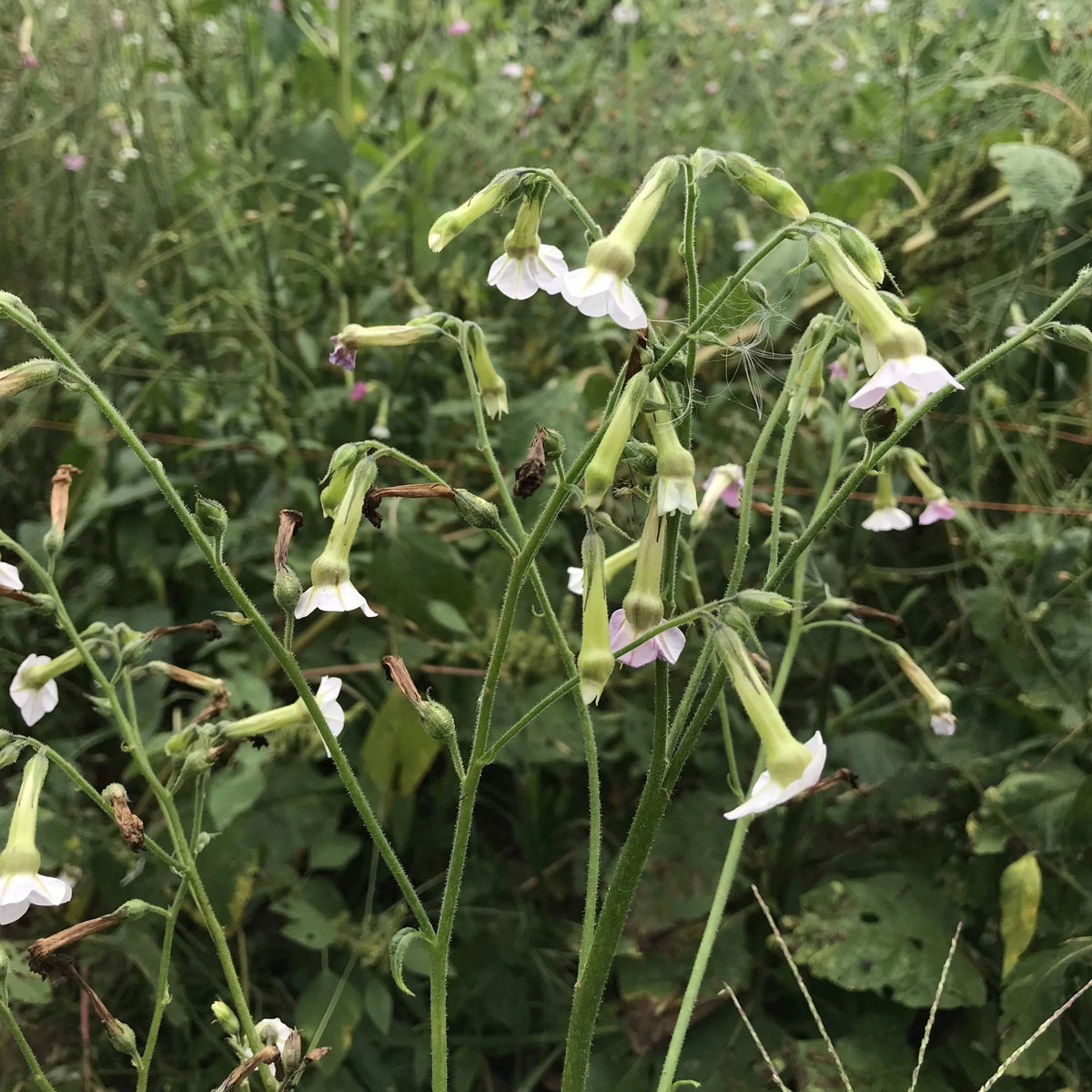 Marshmallow Nicotiana flowers in a garden, featuring tall stems with white, fragrant blooms, from Hudson Valley Seed Co.