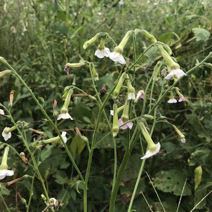 Marshmallow Nicotiana flowers in a garden, featuring tall stems with white, fragrant blooms, from Hudson Valley Seed Co.